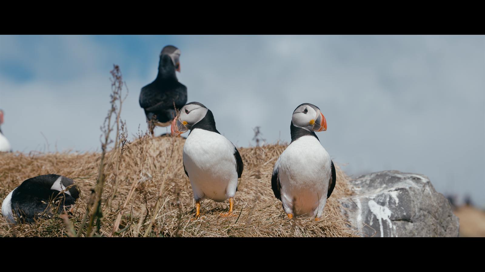 Papageitaucher auf einer Klippe am Meer